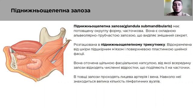 Ротові залози. Анатомія смотреть онлайн