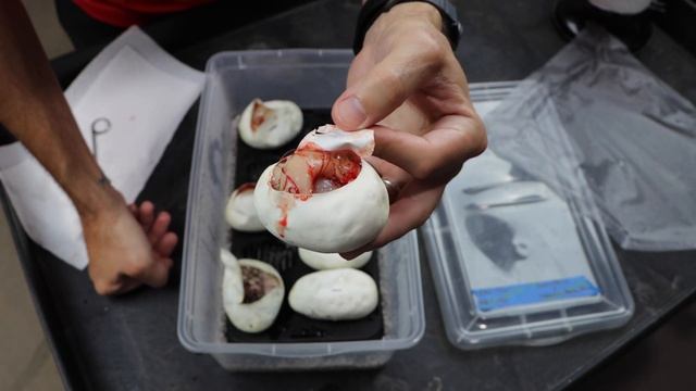 MUMMY SNAKE HATCHES!!! WE FINALLY HIT BANANA PINSTRIPE BALL PYTHON HATCHLINGS! V56 смотреть онлайн