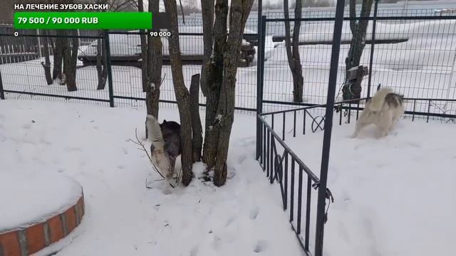 гуляем с хаски по затопленному участку смотреть онлайн