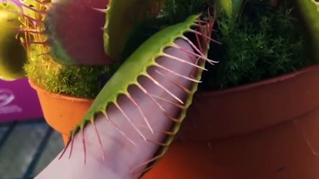 20 ДЕШЕВЫХ И КРУТЫХ ТОВАРОВ за 1 ДОЛЛАР с ALIEXPRESS САМЫЕ ЛУЧШИЕ И ИНТЕРЕСНЫЕ ВЕЩИ с АЛИЭКСПРЕСС смотреть онлайн