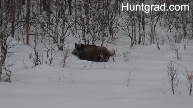 Охота на кабана с вышки смотреть онлайн