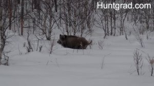 Охота на кабана с вышки