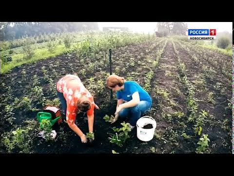 20170812 Посадка клубники в осенний период Шубина Людмила Николаевна Сад Шубиной смотреть онлайн