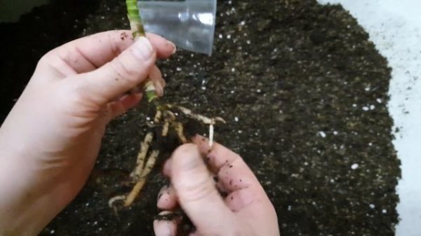 Аглаонема,как сажаю в свой супер грунт,состав.Soil for aglaonema.Sekret growing media for aglaonema