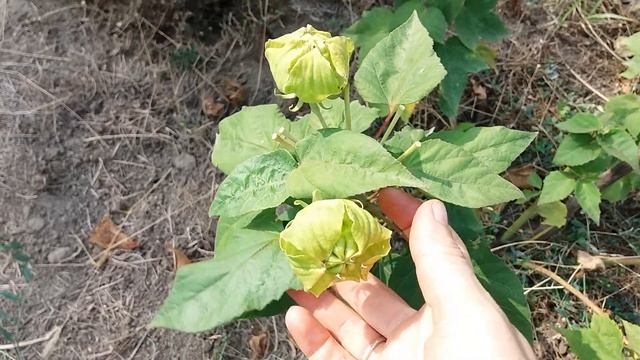 Семена гибискуса, когда собирать? смотреть онлайн