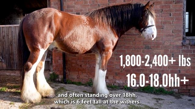 About The Shire | Horse Breeds