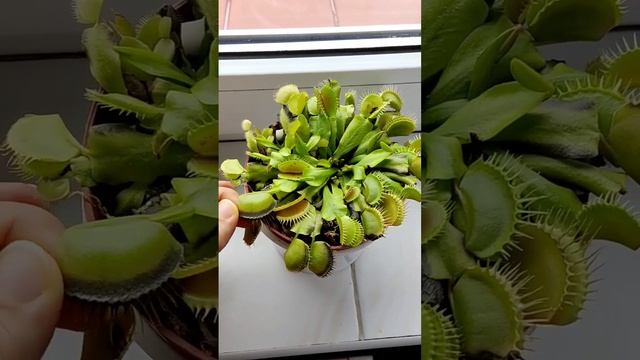 Почему чернеют листья у Венериной Мухоловки. #shorts смотреть онлайн