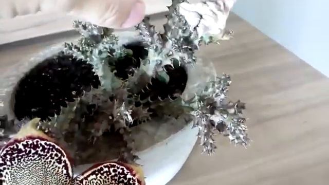 Flor do tapete persa смотреть онлайн