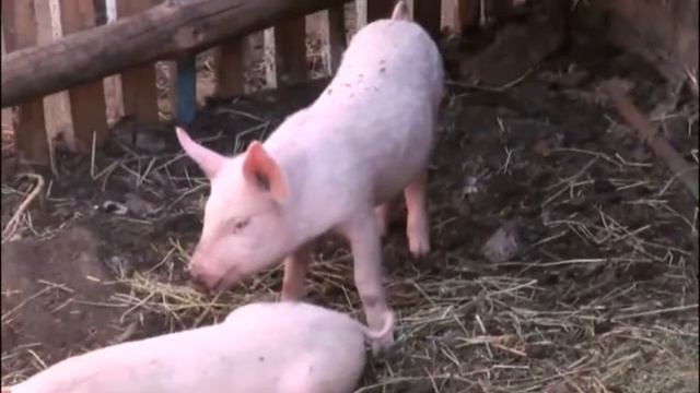 ЗВУКИ ЖИВОТНЫХ.Изучаем звуки животных. смотреть онлайн