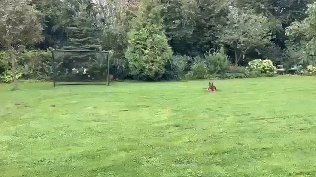 Maxx vom Larchenhain смотреть онлайн