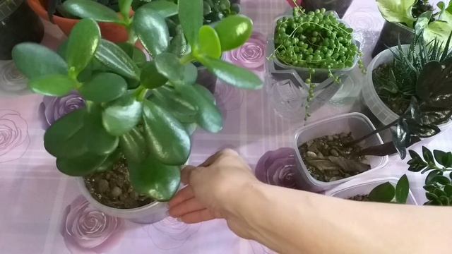 Раздаю взрослые растения?Формирую новые кустики?Обзор суккулентов?Биогрунт Фаско первые впечатления смотреть онлайн