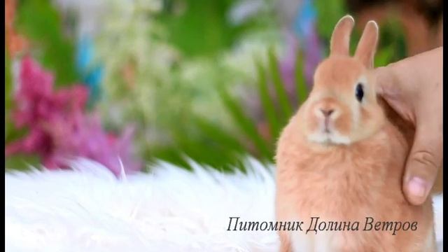 Кролики миноры -выставочная стойка смотреть онлайн