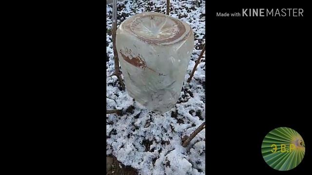 Юкка нитчатая в Казани смотреть онлайн