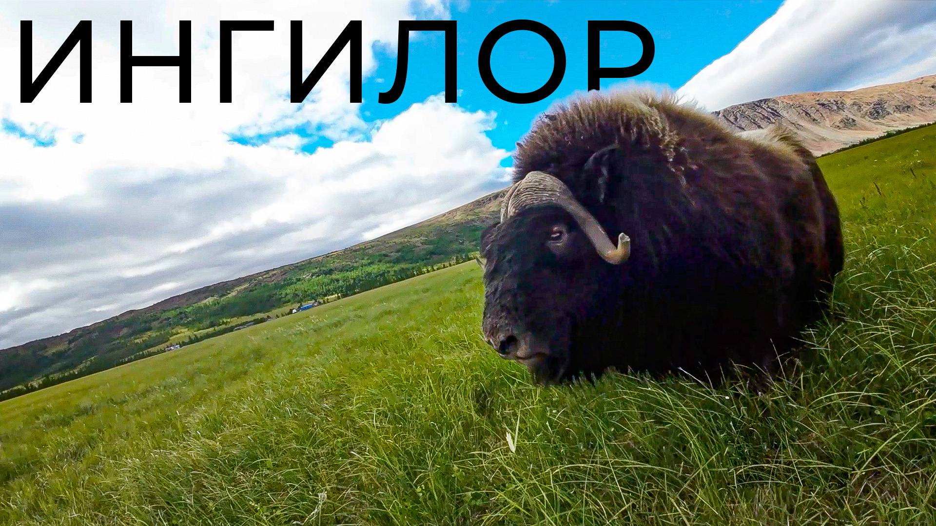 Овцебык - животное пережившее мамонта. Природный парк «Ингилор» | 100 топовых мест ЯНАО смотреть онлайн