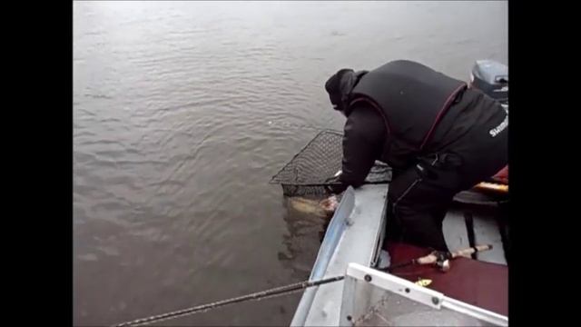 Щука на 10 250 пойманная на джеркбейт Baltic Wings Bait смотреть онлайн