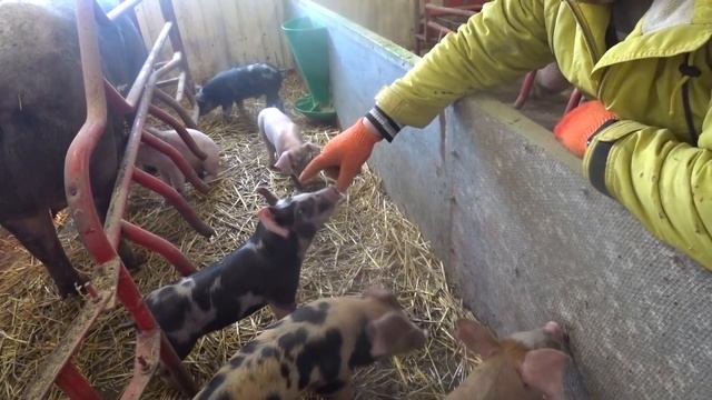 ЖИВУ И РАДУЮСЬ, поросята лупятся, свиноматки ф1 покрыты, жена дома помогает, че не жить? смотреть онлайн