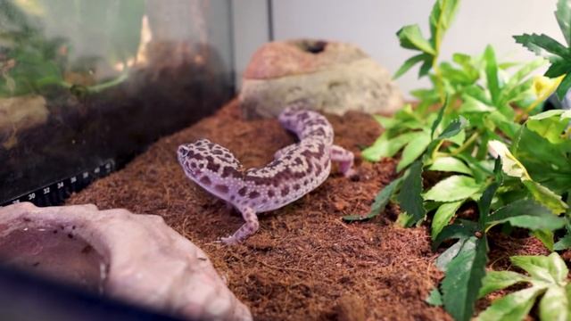 The NEW Reptile Room Tour 2021 | Over 75 Reptiles and Their Enclosures! смотреть онлайн