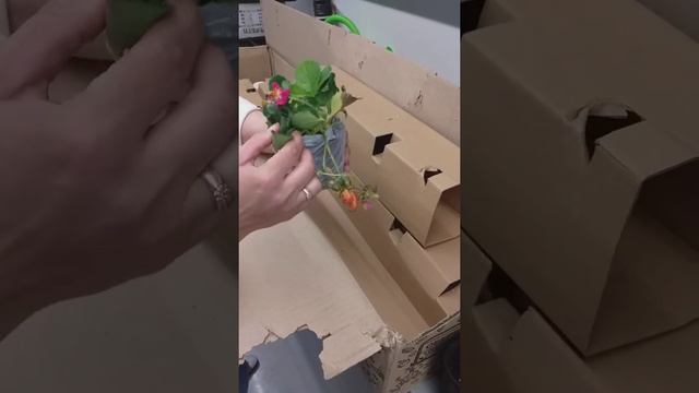 Саженцы клубники агромаркет смотреть онлайн