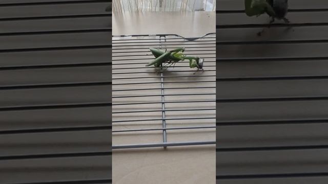 Спаривание богомолов (1.3 скорость) смотреть онлайн