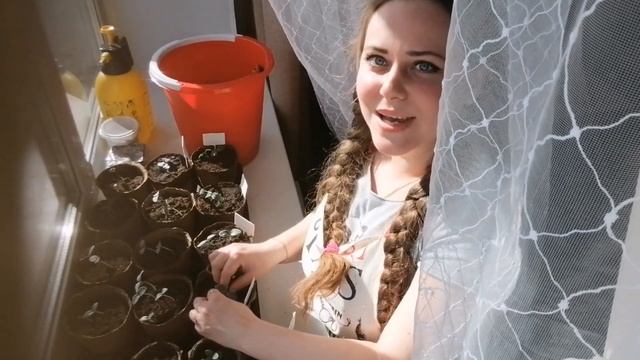 ЧТО ДЕЛАТЬ? КОГДА РАССАДА ОГУРЦОВ ВЫТЯНУЛАСЬ. смотреть онлайн