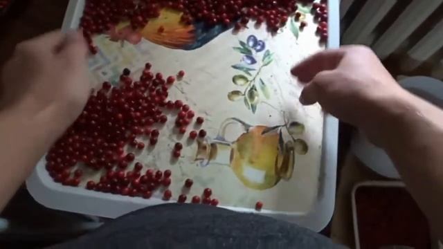 КАК ПЕРЕБРАТЬ ВЕДРО БРУСНИКИ ЗА 1 ЧАС??? смотреть онлайн