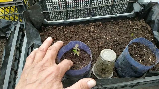 21 марта.Высадка рассады томата Пинк Агат,Пинк Сторидж,Пинк Парадайз,Пинк Цетус. смотреть онлайн