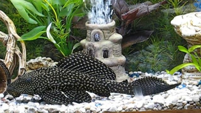 Анциструс обыкновенный, сомик анциструс (Ancistrus Dolichopterus)