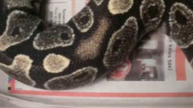 Ball Python Morph? смотреть онлайн