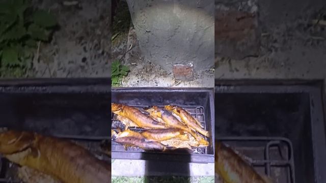 Ярославский пасечник