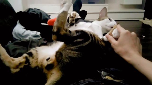 Sleepy Oriental Cat On My Knees😊| Сонный ориентальный кот у меня на коленях