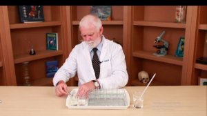 Пищеварительное действие желудочного сока