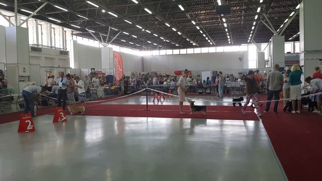 Корги.Выставка. 14.07.18. Тюмень. смотреть онлайн