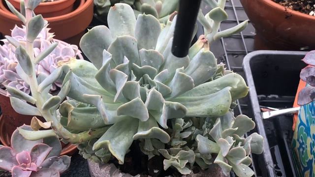 Prevent Succulent Rot Damage By Air Blowing #succulentcare #blowers