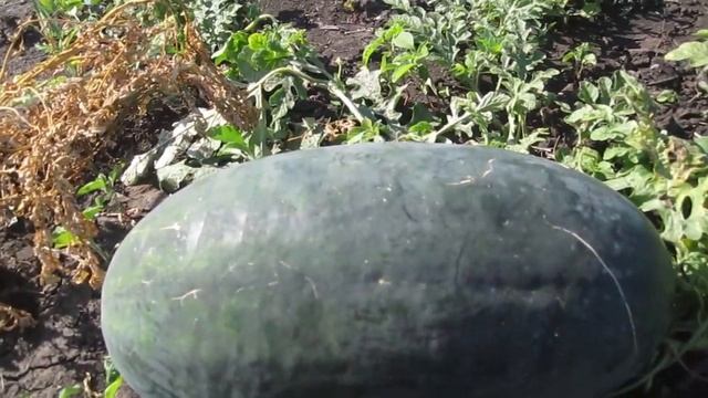 Как определить спелость арбуза. смотреть онлайн