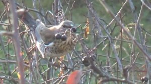 Дрозды-рябинники пойманы с поличным! Уникальные кадры с подмосковной дачи