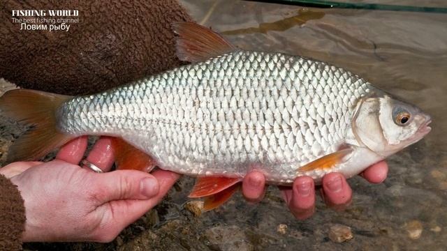 Рыболовный Родник