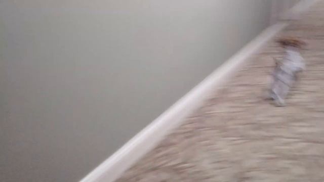 Training for the Dog Derby ? смотреть онлайн