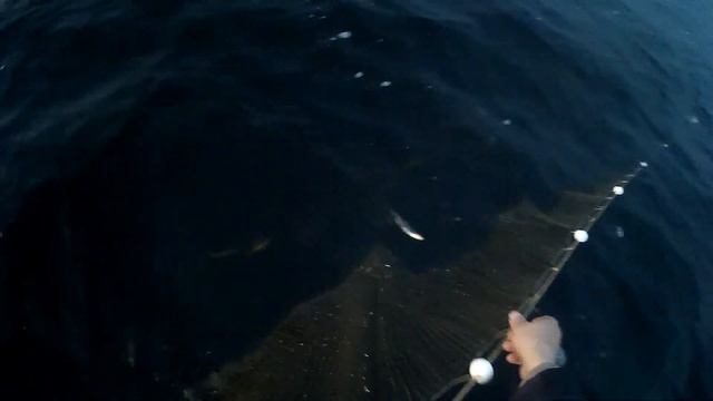 РЫБАЛКА СЕТЯМИ в НЕРЕСТ/Ряпушка,её ловля от А до Я или как живут карелы в деревнях смотреть онлайн