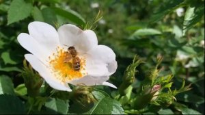 Как пчёлы собирают пыльцу?