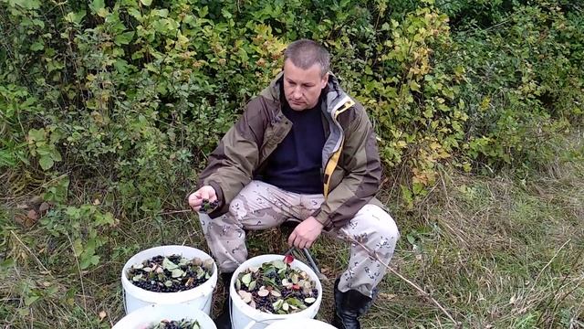 Сбор черноплодной рябины. смотреть онлайн
