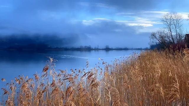Кот Арчи, новая лежанка и огромная клубника. смотреть онлайн