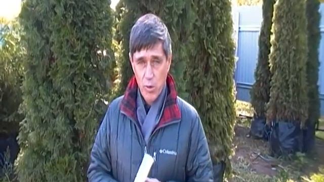Совет агронома. Хвойные растения в сентябре-октябре смотреть онлайн