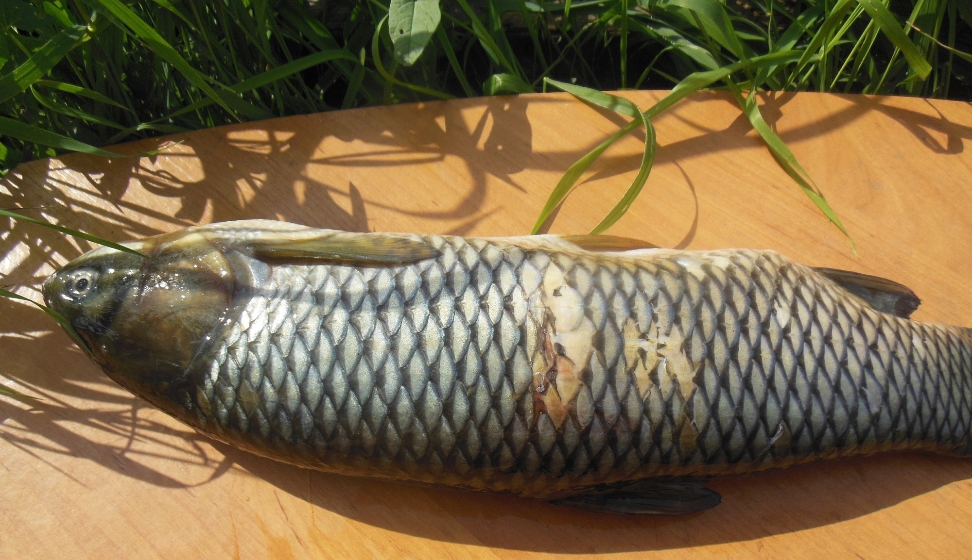 Белый Амур на мангале, рыба получается нежной и потрясающе вкусной смотреть онлайн