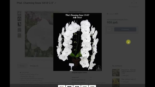 ? ПРОДАЖА ОРХИДЕЙ. Новинки этой недели. Предзаказ орхидей на весну 2023. Купить орхидею. смотреть онлайн