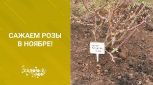 Сажаем розы в ноябре!