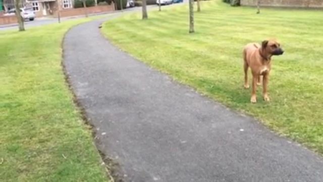 Tamiya Porsche 959 смотреть онлайн