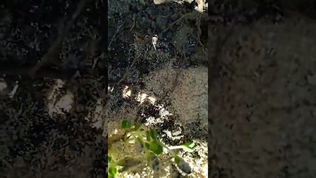 Посадка одним кустом, саженцы арбузов смотреть онлайн