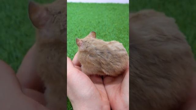 Fancy Bear Hamster #Shorts ? Cutest animals in the world смотреть онлайн