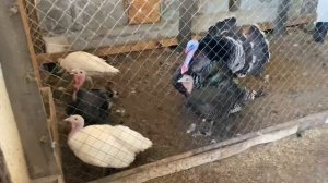 Сколько яиц несут Мускусные Утки или Индоутки? Мои Мускусные Утки несутся каждый день.