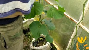 ПОДРОБНАЯ ФОРМИРОВКА ОГУРЦОВ ДЛЯ БОЛЬШОГО УРОЖАЯ!